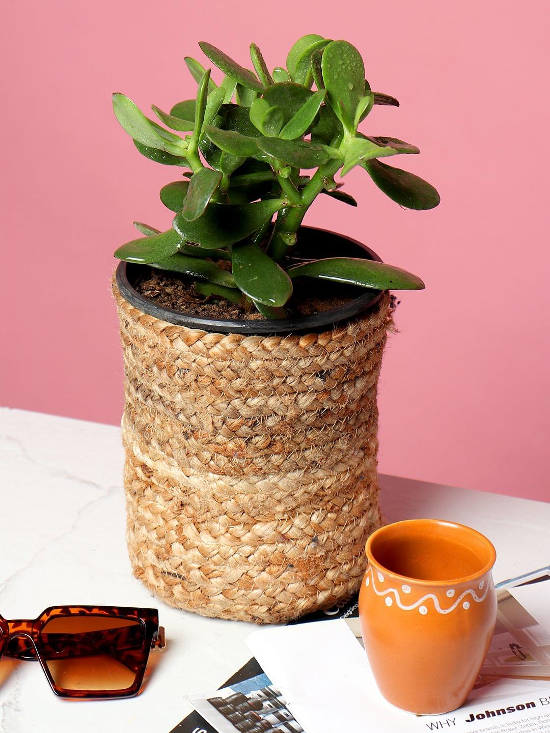 jute planters