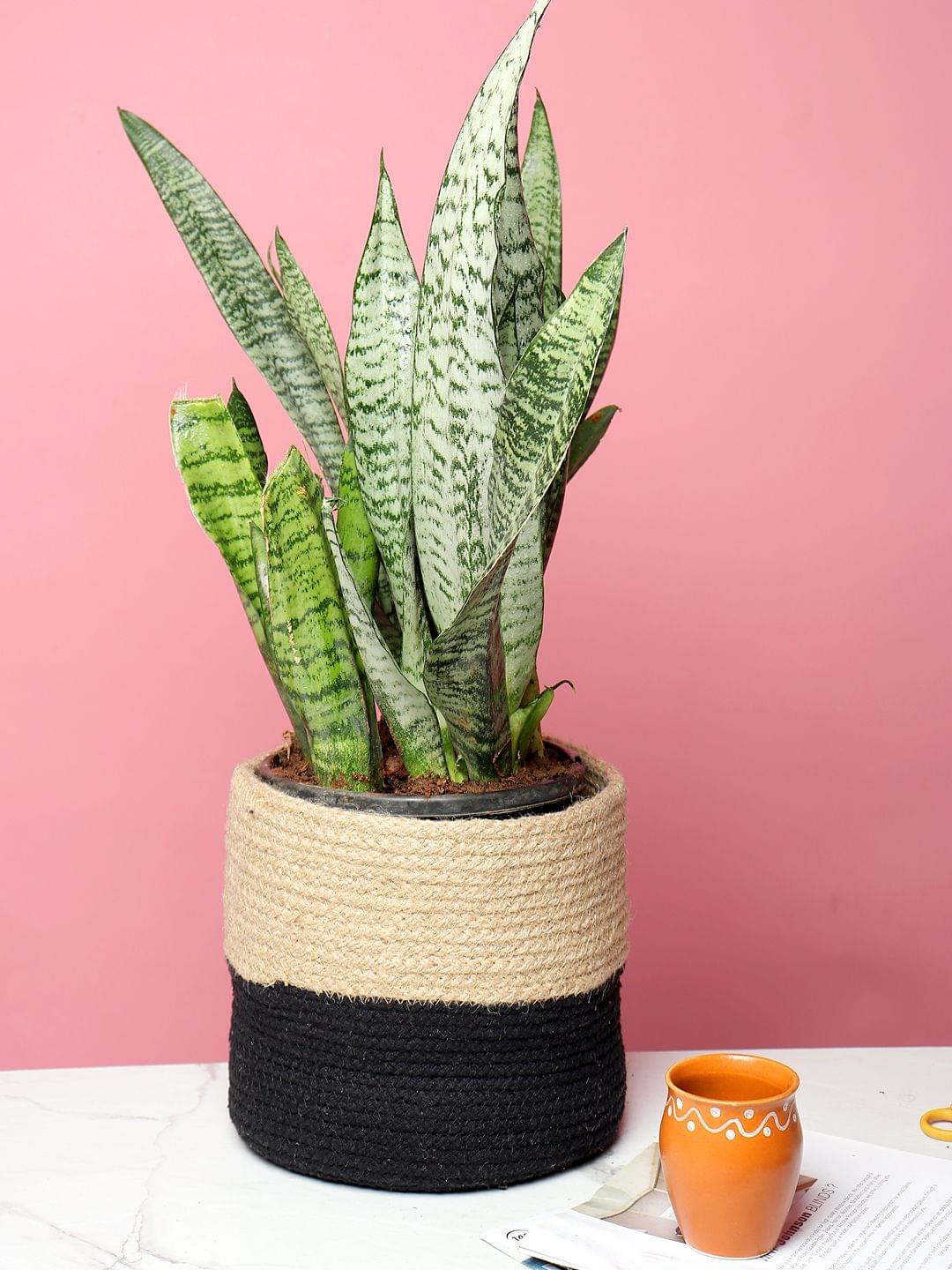 Black Jute Planter Baskets