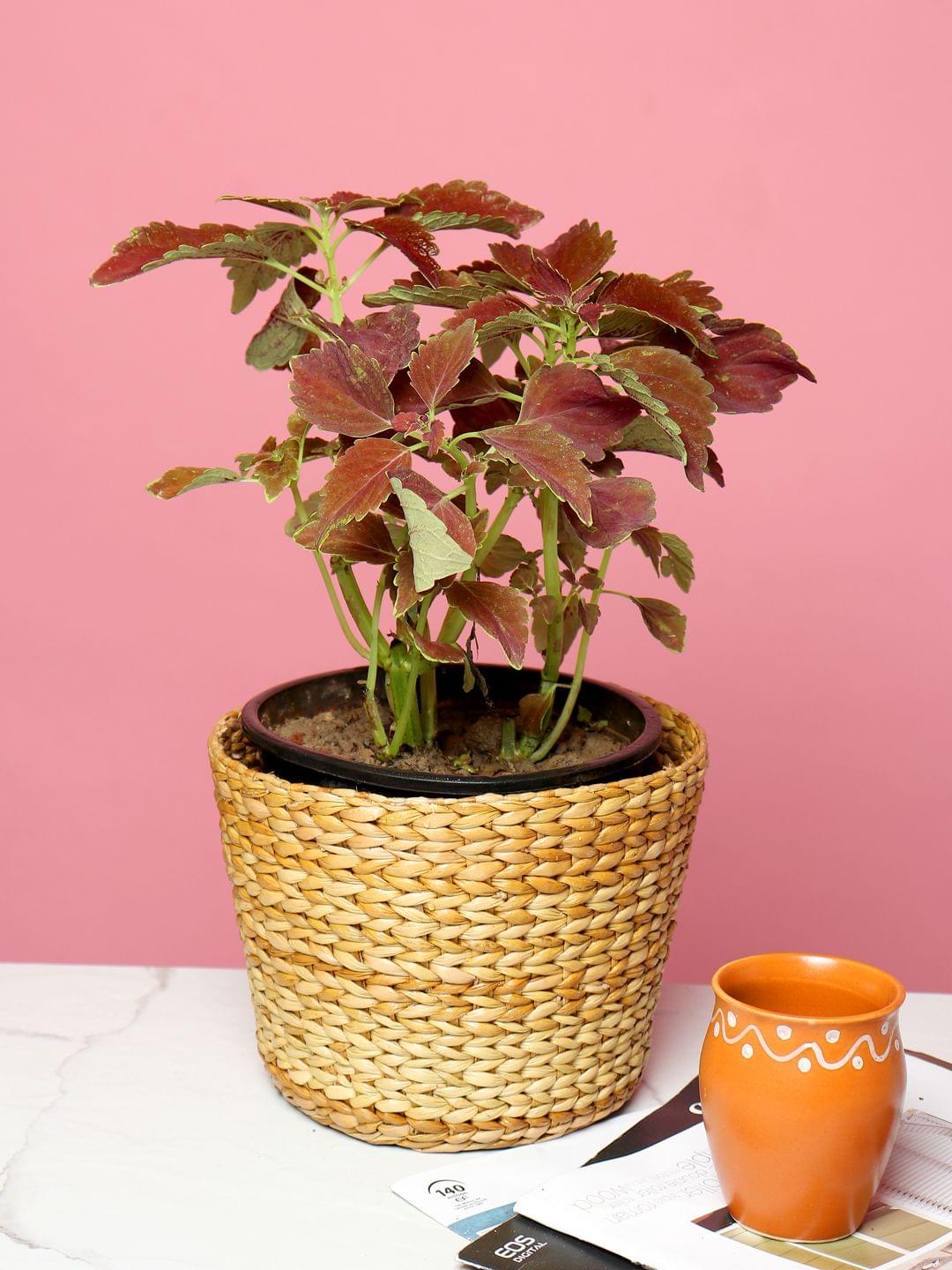 Seagrass Planter & Storage Basket