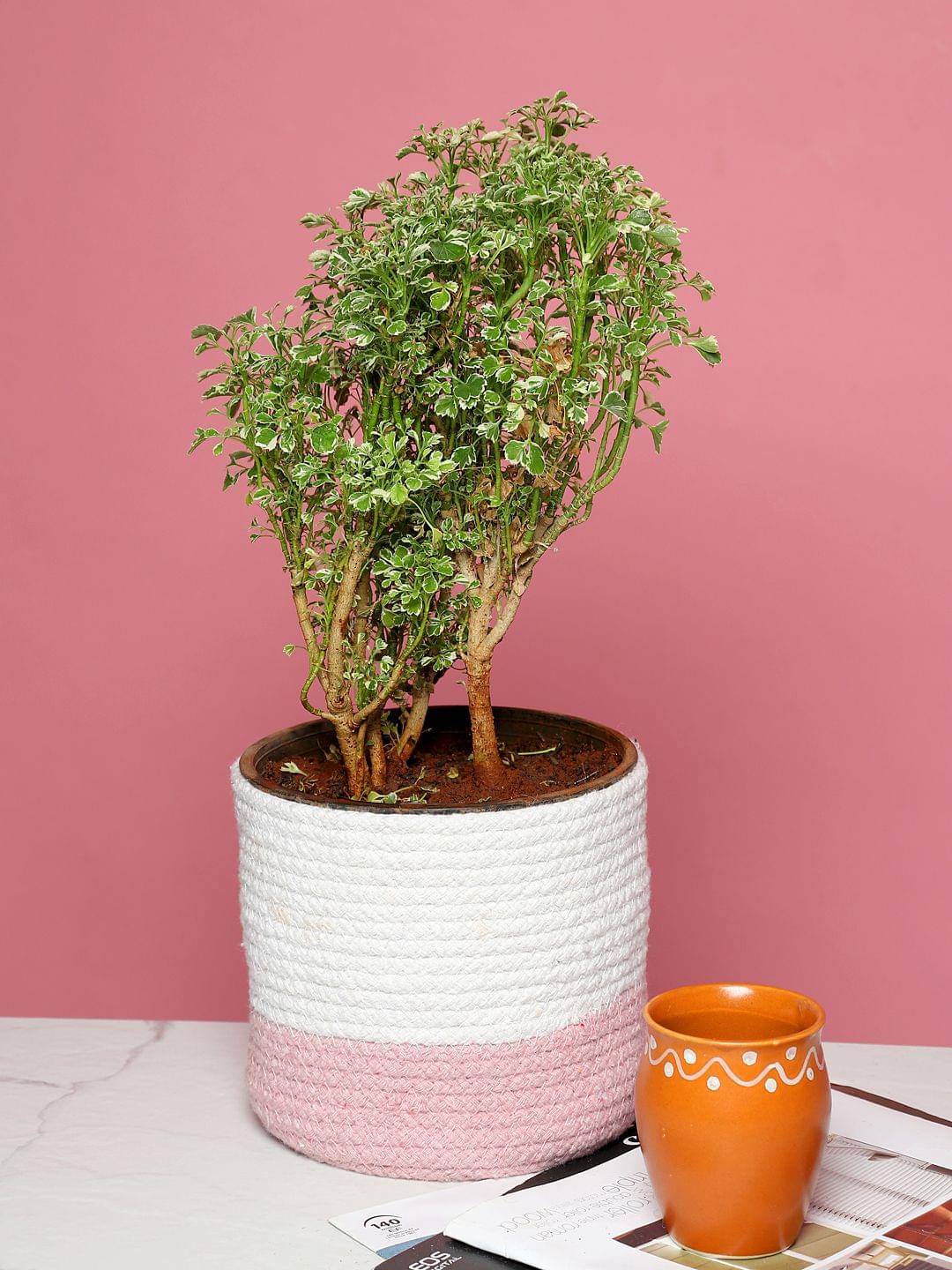 Indoor Planter Basket