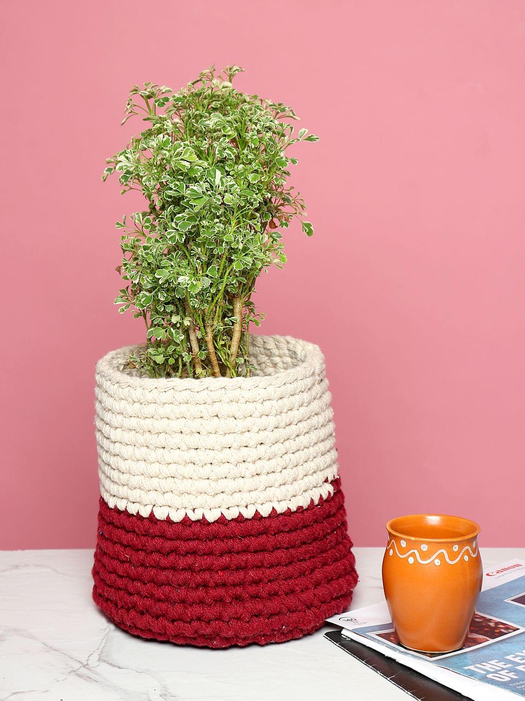 plant planters