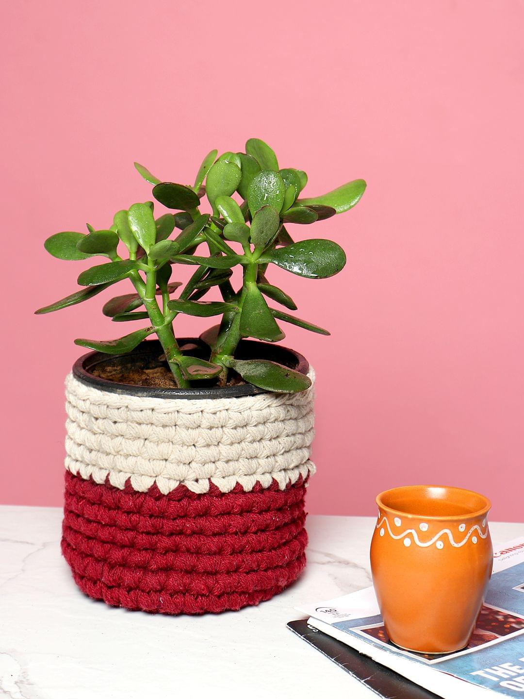 jute planters