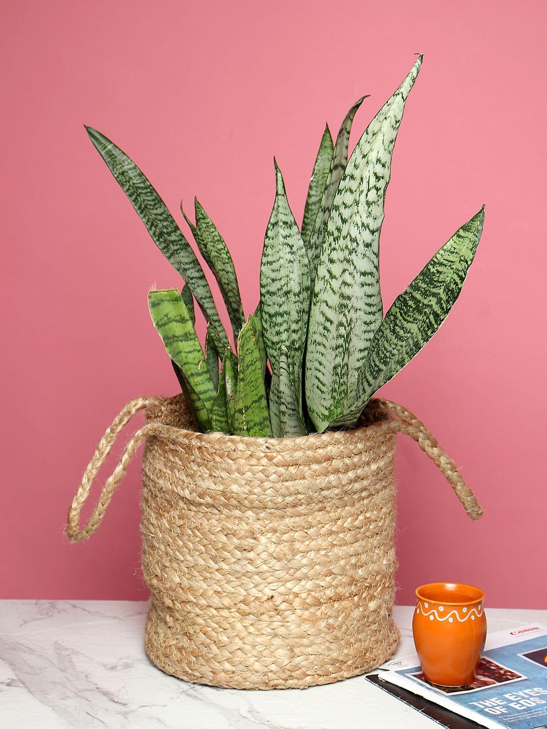 Storage Baskets