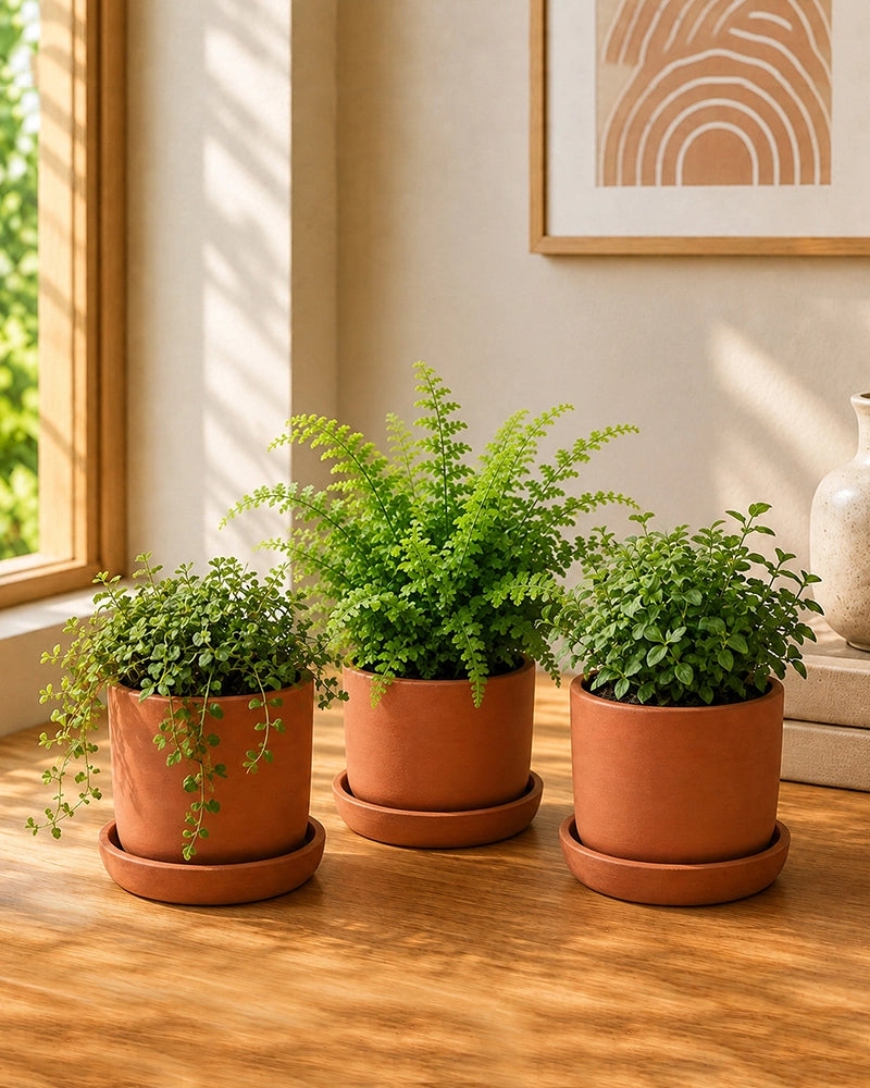 Terracotta Plant Pot with Tray for Gardening, Home Décor, Set of 3