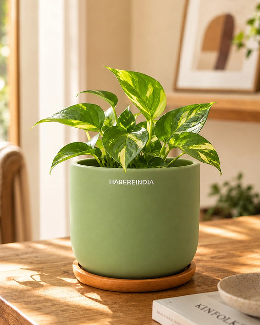 Small Terracotta Pot for Living Room Decoration