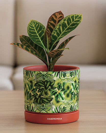Pot for Plants | Flower Pots for Garden, Dining Table & Home Decor