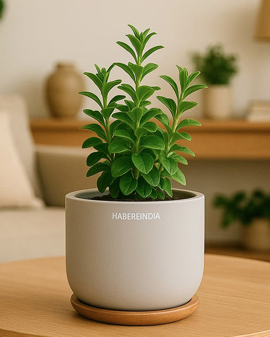 Terracotta Flower Pot | Flower Pots for Garden, Dining Table & Home Decor