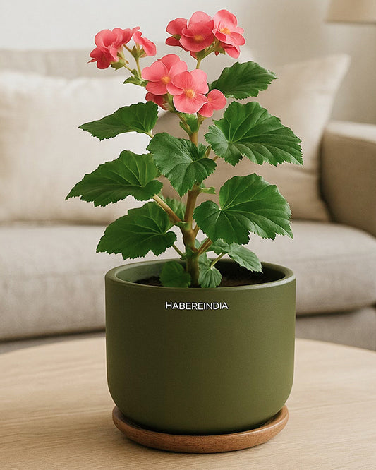 Terracotta Flower Pot For Living Room| Flower Pots for Garden, Dining Table