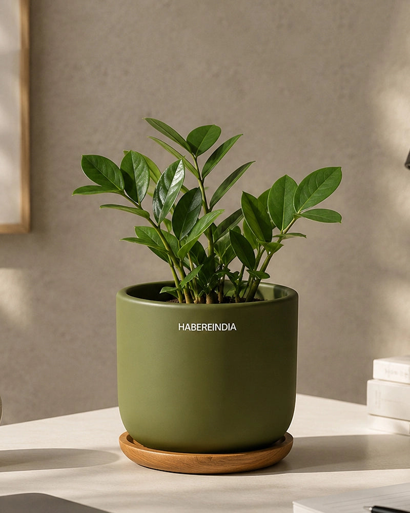 Flower Pot for Garden Use and Indoor Room Styling