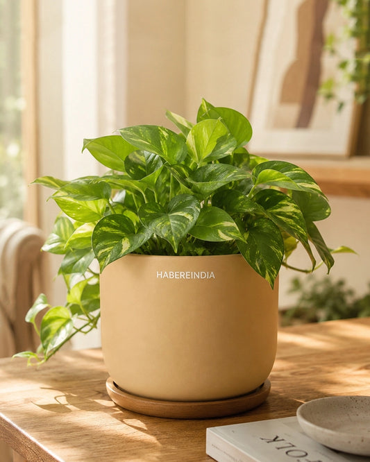 Compact Flower Pot for Living Room Shelf Decor