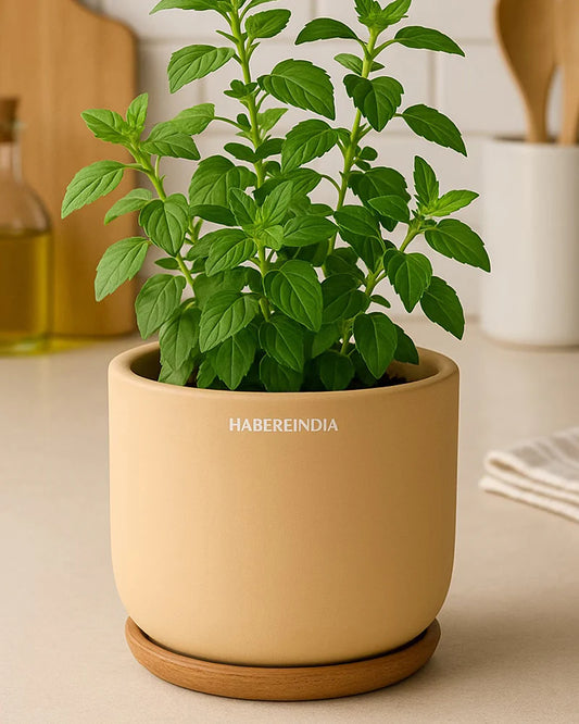 Compact Flower Pot for Living Room Shelf Decor