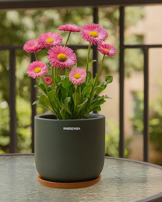 Pot for Plants | Terracotta Flower Pot for Living Room Decoration