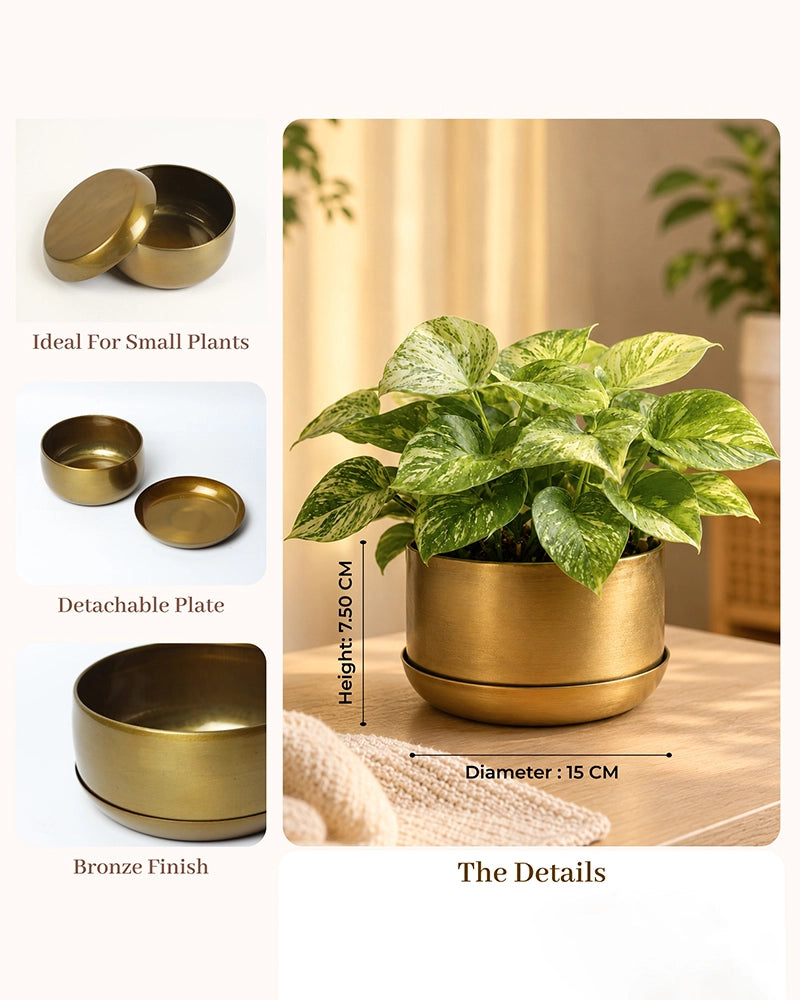 Premium Metal Round Plant Pot with Detachable Plate