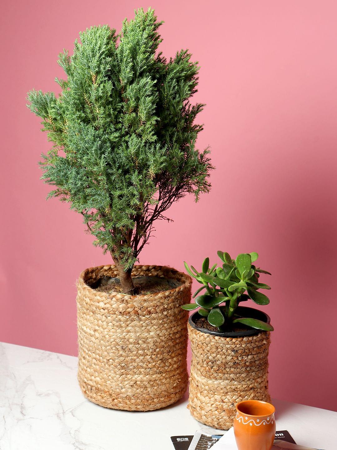 Jute | Cotton