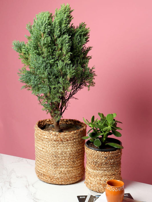 Set of 2 Jute Planter Basket – Perfect for Plants or Linens