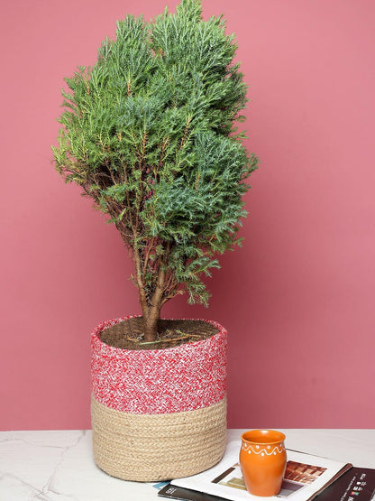 Set of 2 Functional Decor – Jute Basket for Storage & Greens