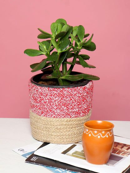 Handcrafted Set of 3 Jute Basket for Plants or Organizing