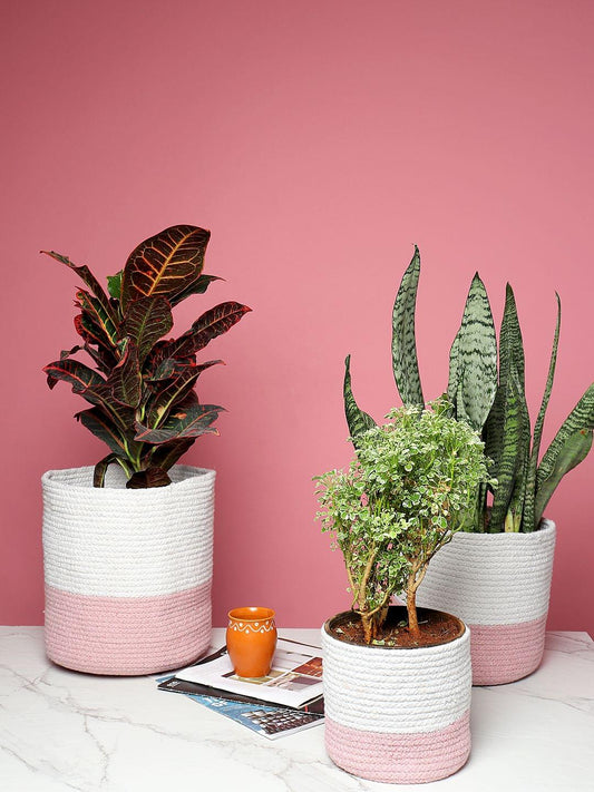 Set of 3 Dual-Use Cotton Basket for Home Decor & Storage