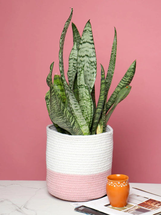 Set of 3 Dual-Use Cotton Basket for Home Decor & Storage