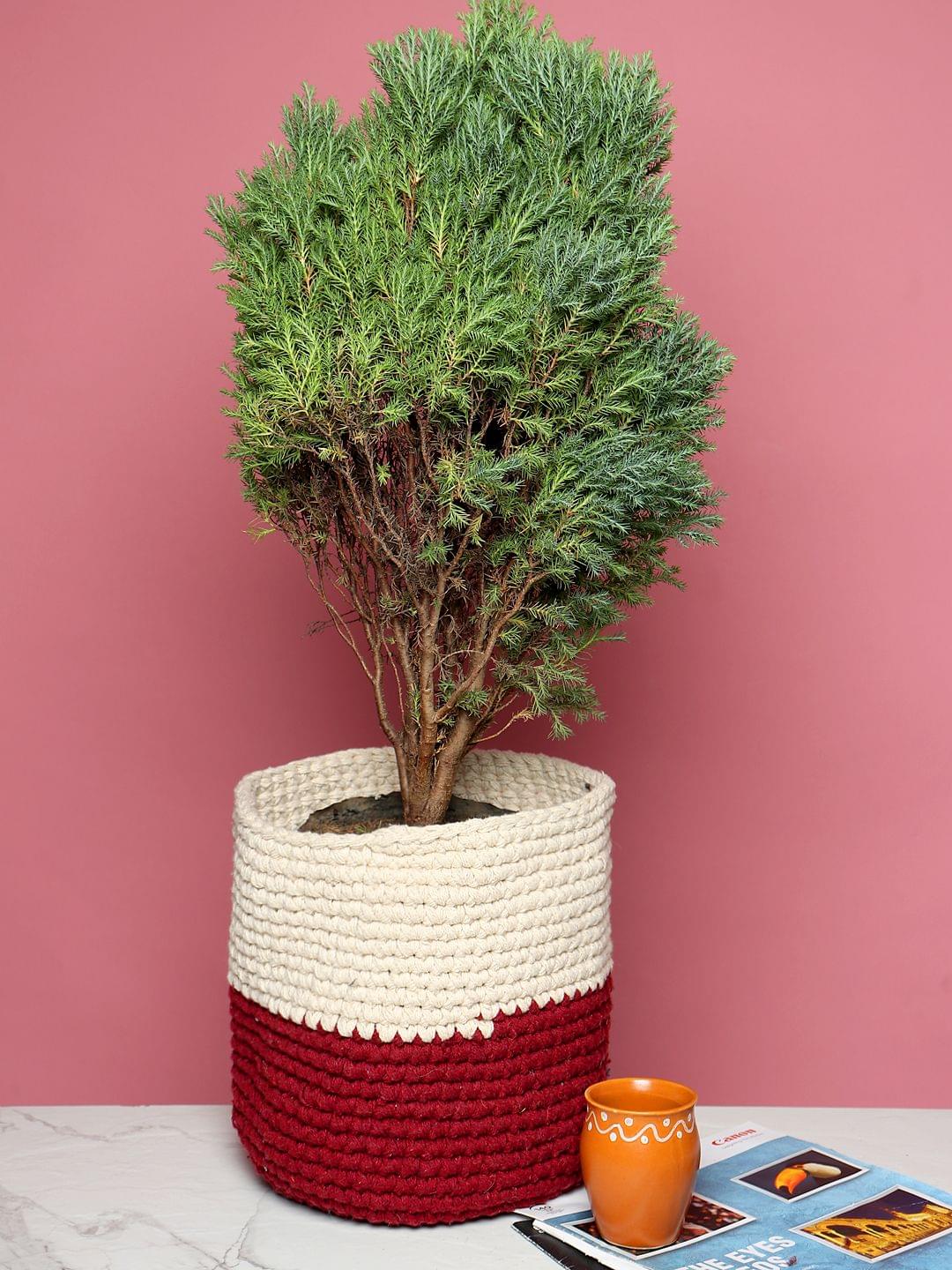 Pflanz- und Regalkörbe – 2er-Set