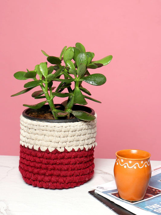 Set of 2 Basket Woven Cotton for Indoor Plants & Everyday Storage