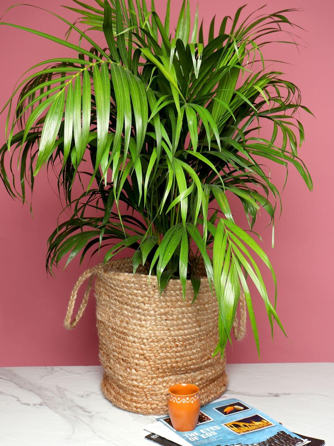 Set of 2 Natural Fiber Basket for Storage or Indoor Greenery