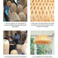 Buy Bamboo Lights Online