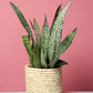 jute planters