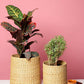 Seagrass Utility/Planter Baskets