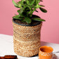 jute planters