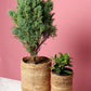 indoor planters