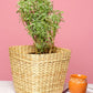 Seagrass Utility basket indoor planters