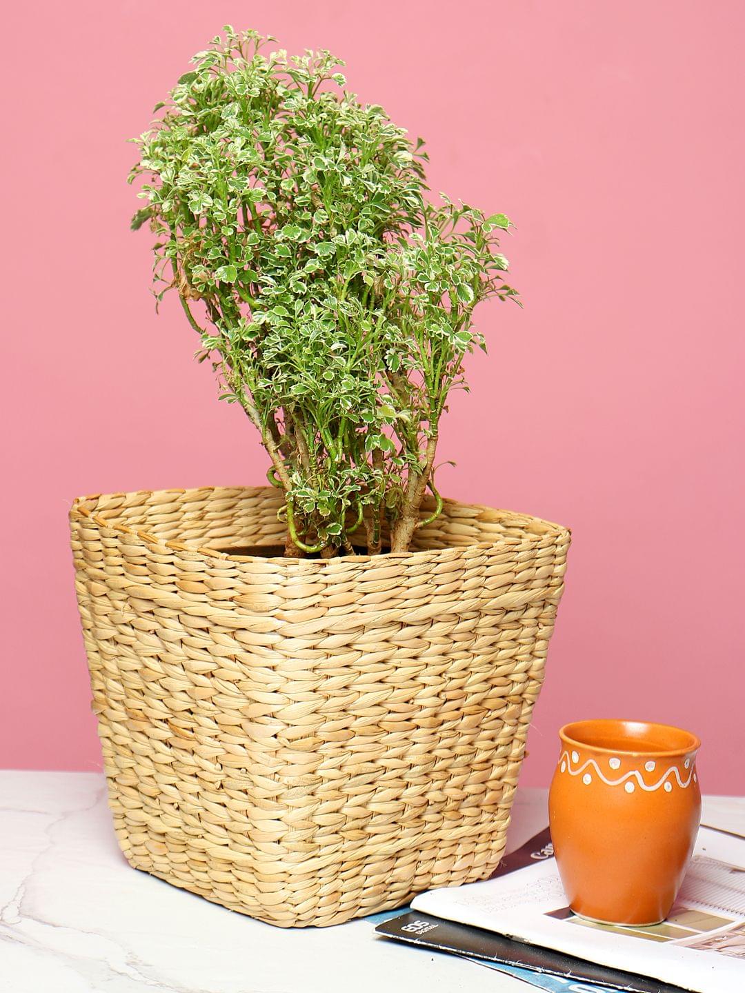 Seagrass Utility basket indoor planters
