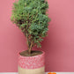 plant planters