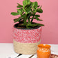 planter baskets