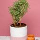 Indoor Planter Basket