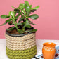 Desk Planter Online