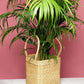plant planters