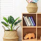 Seagrass Plant & Storage Baskets